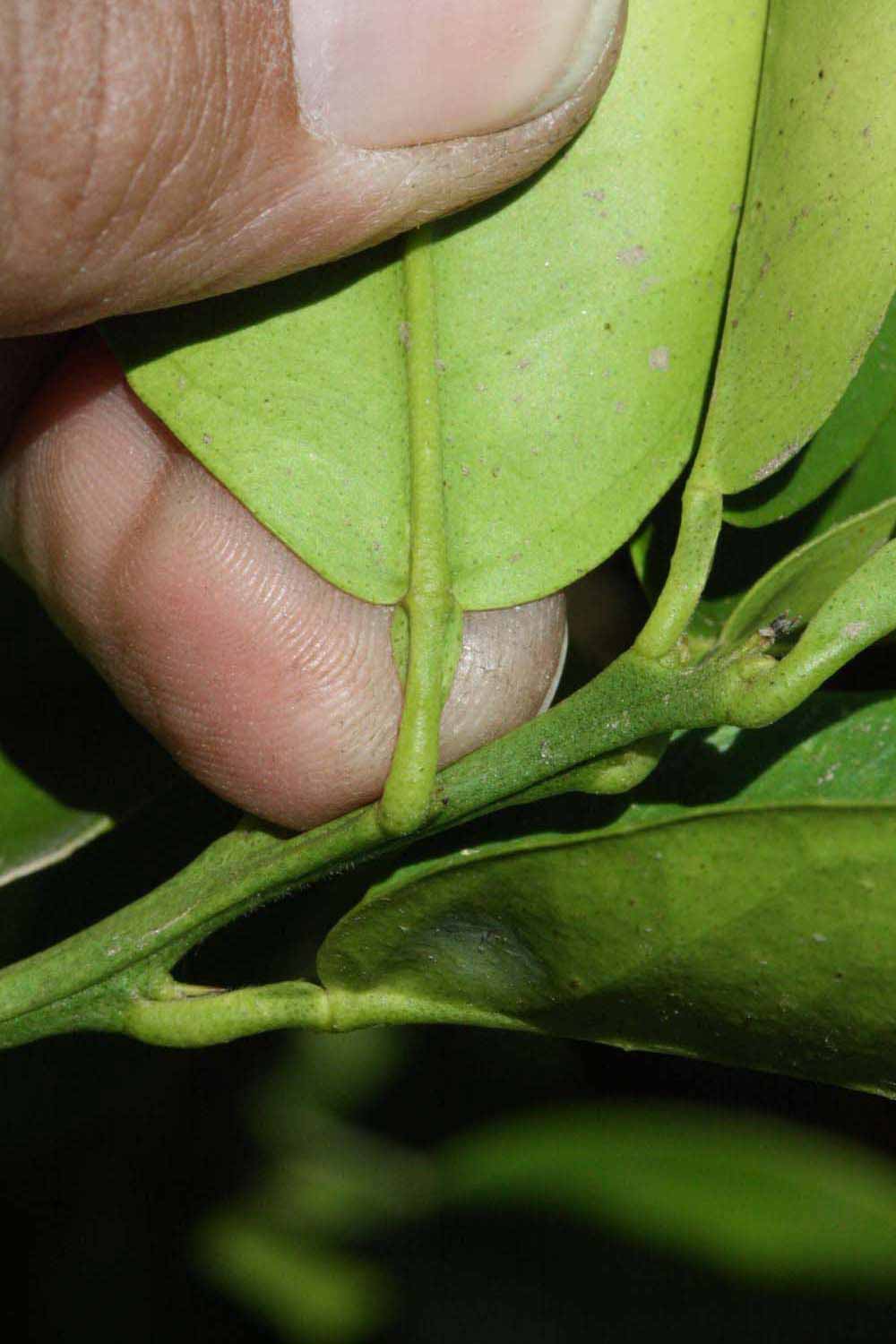              Petiole (Riverside, CA)       